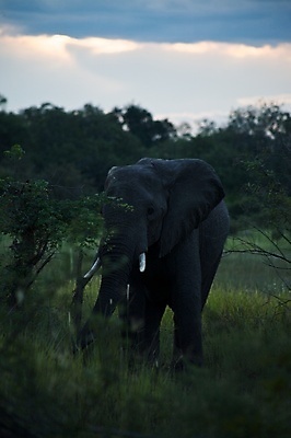 포토 JPG 해외이미지 나무 동물 한마리 야생동물 포유류 아프리카 자연 코끼리 국립공원 서기 사람없음 야외 옆모습 컬러풀 마시기 사파리 황소 보츠와나 해외포토 식물 1 공원 나라 뷰포인트 컬러 모션 소 생태계 파일형식 이미지허브