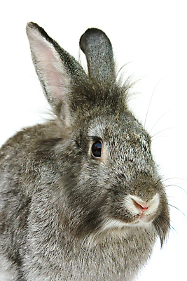 포토 JPG 해외이미지 동물 행복 백그라운드 크리스마스 휴가 새로움 사람없음 회색 흰색 연도 고립 생존 해외포토 기념일 감정 컬러 컨셉 파일형식 이미지허브