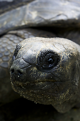 포토 JPG 해외이미지 동물 야생동물 모래 파충류 아프리카 자연 주택 동물원 종류 사람없음 반려동물 갈색 검은색 산책 껍질 뜨거움 황무지 거북이 멸종 느림 거인 남쪽 갑옷 기어가기 등딱지 이국적 인내 해외포토 나라 컬러 모션 휴식 건물 보호장비 방향 생태계 파일형식 이미지허브