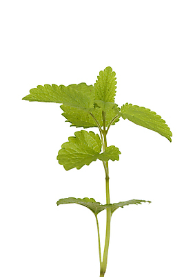 포토 JPG 해외이미지 식물 잎 사람없음 초록색 나뭇가지 신선 허브 향신료 흰배경 해외포토 나무 컬러 백그라운드 흰색 향미료 파일형식 이미지허브