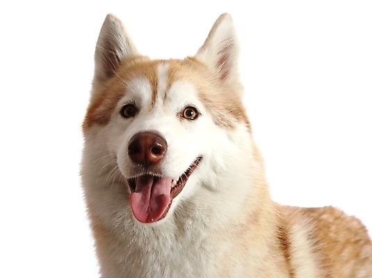 포토 JPG 해외이미지 동물 응시 행복 얼굴 분홍색 포유류 털 서기 사람없음 반려동물 갈색 코트 흰색 입 개 모피 혀 주둥이 송곳니 고립 기르기 시베리아 유래 해외포토 시선 감정 컬러 모션 신체부위 외투 치아 돌봄 파일형식 이미지허브