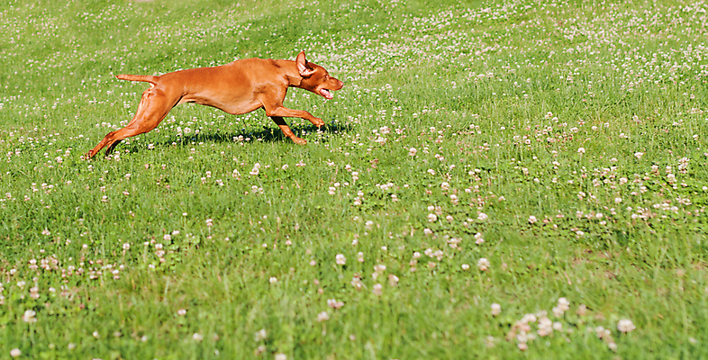 포토 JPG 해외이미지 동물 포유류 자연 사람없음 야외 가로 초록색 반려동물 달리기 햇빛 갈색 개 송곳니 충고 해외포토 컬러 모션 태양 치아 생태계 파일형식 이미지허브
