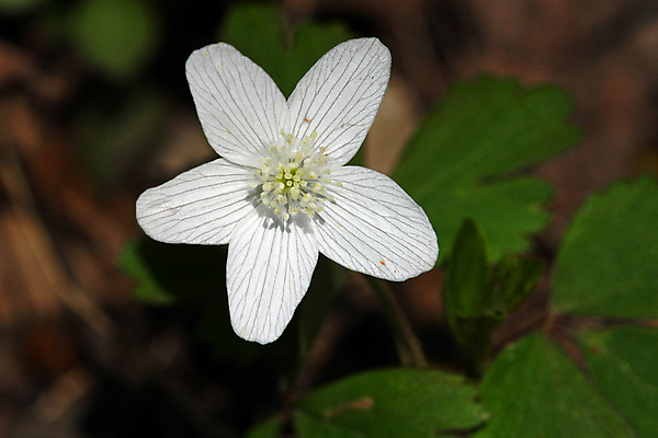 포토 JPG 해외이미지 식물 계절 꽃잎 꽃 잎 2 자연 초원 사람없음 목재 파란색 태양 뷰티 갈색 머리 환경 보라색 봄 들꽃 성장 벚꽃 개화 숲 제비꽃 묘사 꽃가루 꽃수술 노루귀 아네모네 영원 해외포토 자연요소 나무 컬러 재료 신체부위 가루 생태계 파일형식 이미지허브