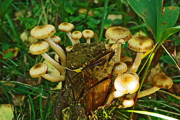 포토 JPG 해외이미지 나무 식물 계절 음식 잎 자연 이끼 사람없음 야외 갈색 버섯 젖음 성장 가을 닫기 숲 묘사 꿀 내추럴 곰팡이 땅바닥 식용 캡모자 해외포토 모자_잡화 컬러 모션 바닥 생태계 파일형식 이미지허브