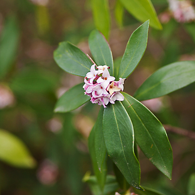 포토 JPG 해외이미지 식물 꽃잎 꽃 별 줄기 분홍색 잎 자연 매달리기 사람없음 장식 초록색 뷰티 정원 성장 벚꽃 개화 묘사 꿀 내추럴 영원 왁스 해외포토 자연요소 컬러 모션 생태계 파일형식 이미지허브