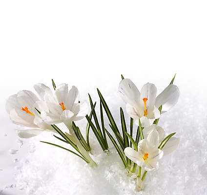 포토 JPG 해외이미지 식물 꽃잎 꽃 줄기 꽃다발 잎 꽃무늬 자연 프레임 사람없음 햇빛 뷰티 스파 봄 벚꽃 흰색 나뭇가지 인사 신용카드 아로마테라피 헌병 카피스페이스 해외포토 나무 계절 컬러 무늬 금융 태양 공백 군인 예절 생태계 테라피 파일형식 이미지허브