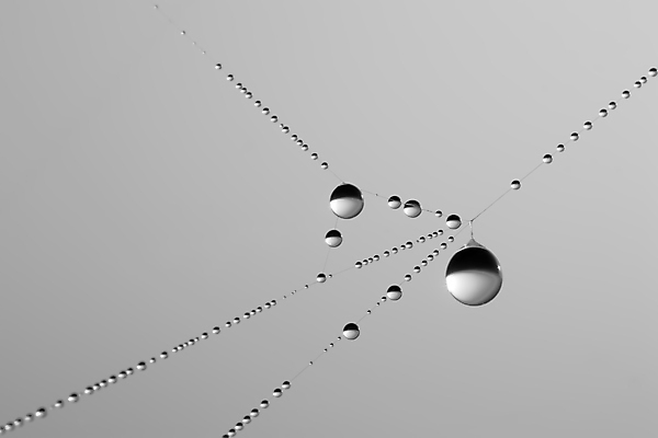 포토 JPG 해외이미지 사람없음 물 웹 물방울 떨어짐 이슬 거미줄 거미 해외포토 자연요소 곤충 컨셉 인터넷 파일형식 이미지허브