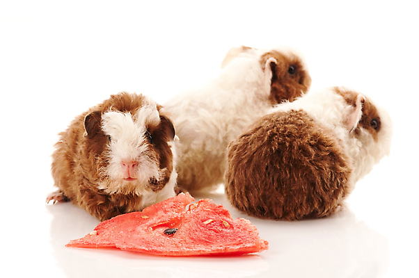 포토 JPG 해외이미지 수박 세마리 사람없음 기니피그 해외포토 과일 포유류 3 파일형식 이미지허브