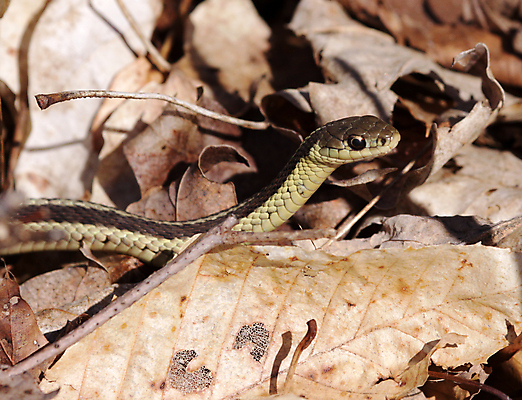 포토 JPG 해외이미지 잎 캐나다 파충류 사람없음 뱀 집중 해외포토 식물 동물 컨셉 북아메리카 파일형식 이미지허브