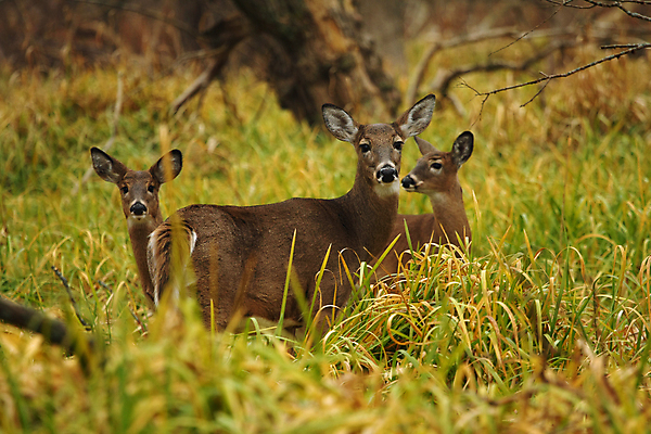 포토 JPG 해외이미지 나무 동물 계절 공원 야생동물 밭 포유류 자연 휴식 뿔 초원 사람없음 야외 갈색 머리 쌓기 달러 흰색 나뭇가지 시골 숲 방목 바퀴자국 싱글 꼬리 사냥 귀 내추럴 동물상 아기사슴 암사슴 해외포토 식물 공공시설 새끼 컬러 컨셉 돈 농업 자국 모션 사슴 신체부위 조형물 축산업 암컷 생태계 파일형식 이미지허브