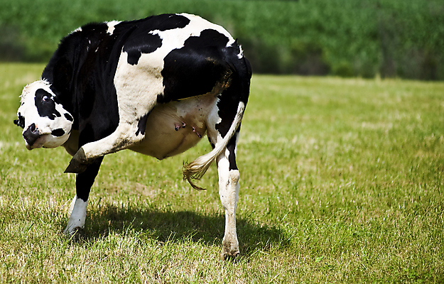 포토 JPG 해외이미지 응시 초식동물 숙이기 사람없음 소 유머 꼬리 가스 통과 악취 내추럴 넘어짐 바보 해외포토 동물 시선 감정 포즈 포유류 모션 냄새 파일형식 이미지허브