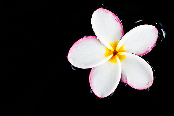 포토 JPG 해외이미지 디자인 꽃잎 꽃 백그라운드 자연 휴식 열대 프레임 사람없음 장식 뷰티 노란색 우주 스파 봄 낭만 벚꽃 흰색 신용카드 화려 개화 황금 모서리 우아함 배열 하와이 향기 발리 초대 태평양 환영 남쪽 고립 아열대 하와이인 알로하 국경 해외포토 외국인 식물 계절 바다 컬러 섬 컨셉 금융 미국 인사 방향 생태계 냄새 인도네시아 파일형식 이미지허브