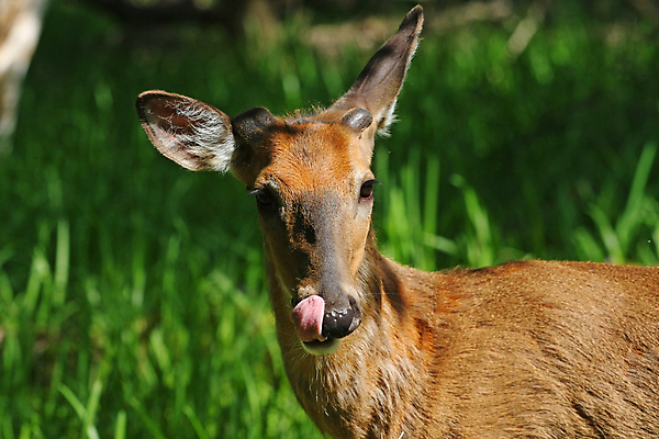 포토 JPG 해외이미지 나무 동물 계절 공원 야생동물 밭 포유류 자연 휴식 뿔 사람없음 야외 갈색 머리 쌓기 달러 흰색 나뭇가지 시골 숲 방목 바퀴자국 싱글 꼬리 사냥 귀 내추럴 동물상 아기사슴 암사슴 해외포토 식물 공공시설 새끼 컬러 컨셉 돈 농업 자국 모션 사슴 신체부위 조형물 축산업 암컷 생태계 파일형식 이미지허브