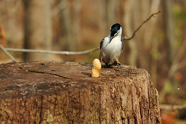 포토 JPG 해외이미지 나무 동물 공원 야생동물 캐나다 날개 자연 조류 씨앗 앉기 사람없음 야외 옆모습 검은색 회색 흰색 나뭇가지 관찰 닫기 잡지 숲 작음 깃털 묘사 부리 나무껍질 동물상 앨버타 해외포토 식물 공공시설 뷰포인트 컬러 북아메리카 모션 간행물 조형물 껍질 크기 생태계 파일형식 이미지허브