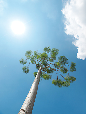 포토 JPG 해외이미지 나무 식물 구름 잎 자연 하늘 날씨 따뜻함 사람없음 야외 초록색 여름 파란색 햇빛 태양 환경 성장 나뭇가지 뜨거움 숲 내추럴 해외포토 자연요소 계절 컬러 생태계 파일형식 이미지허브