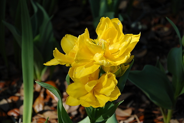 포토 JPG 해외이미지 식물 꽃잎 꽃 줄기 잎 꽃무늬 자연 사람없음 초록색 뷰티 노란색 정원 봄 튤립 벚꽃 해외포토 계절 컬러 무늬 생태계 파일형식 이미지허브