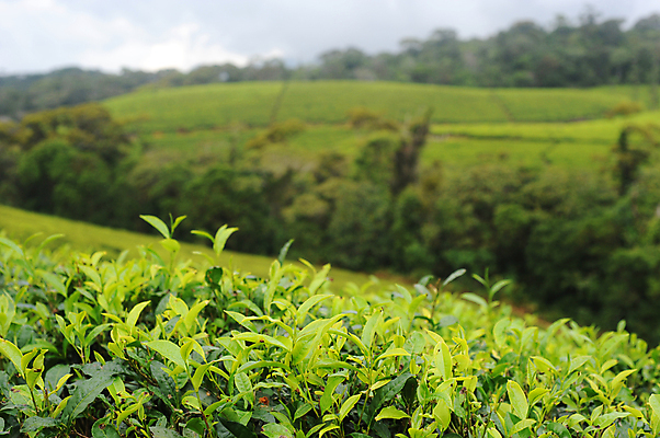 포토 JPG 해외이미지 나무 식물 구름 아시아 문화 음료 섬 잎 농업 자연 산 건강 풍경 사람없음 초록색 농작물 농장 닫기 선택 차 숲 날것 스리랑카 해외포토 자연요소 나라 산업 컬러 컨셉 모션 생태계 파일형식 이미지허브