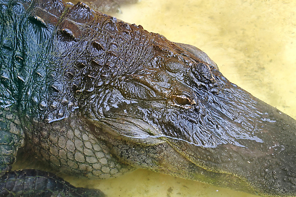 포토 JPG 해외이미지 동물 야생동물 파충류 자연 동물원 사람없음 목재 물 갈색 치아 위험 육식동물 악어 플로리다 해외포토 자연요소 나무 컬러 컨셉 재료 미국 소화기관 생태계 파일형식 이미지허브