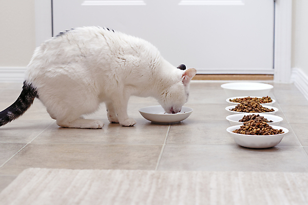 포토 JPG 해외이미지 동물 식기 음식 포유류 수염 바닥 건조 털 건강 종류 육류 성인 사람없음 반려동물 검은색 식사 저녁식사 고양이 흰색 사발 맛 작음 먹기 배고픔 귀 돌봄 수유 맛있는 해외포토 컬러 컨셉 식재료 모션 사람 신체부위 사기그릇 크기 파일형식 이미지허브