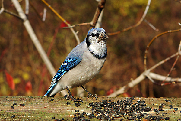 포토 JPG 해외이미지 나무 동물 응시 야생동물 겨울 날개 자연 조류 하늘 앉기 사람없음 야외 파란색 냉동 검은색 추위 가을 흰색 나뭇가지 둥지 숲 큼 깃털 부리 시끄러움 솜털 삼림지대 집게발 해외포토 식물 시선 계절 컬러 모션 크기 생태계 파일형식 이미지허브