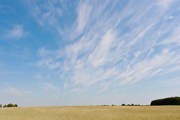 포토 JPG 해외이미지 식물 계절 음식 빵 줄기 밭 농업 자연 하늘 씨앗 사람없음 야외 초록색 농작물 햇빛 태양 농장 농경지 맑음 수확 성장 시골 낟알 땅 시리얼 밀 장면 밀짚 폴란드 내추럴 밭일 호밀 해외포토 자연요소 유럽 산업 컬러 날씨 곡류 짚 생태계 파일형식 이미지허브