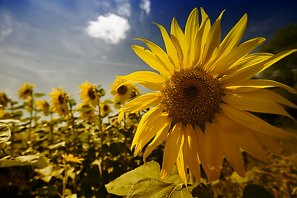포토 JPG 해외이미지 주간 줄기 잎 꽃밭 하늘 해바라기 사람없음 야외 아웃포커스 해외포토 자연요소 식물 꽃 촬영기법 파일형식 이미지허브