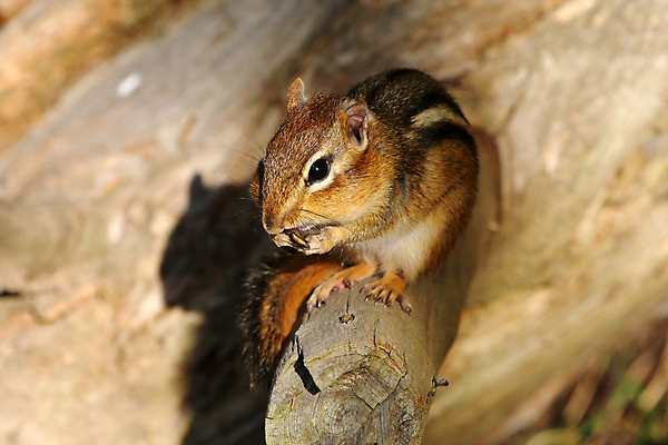 포토 JPG 해외이미지 나무 동물 공원 야생동물 음식 포즈 포유류 발 자연 털 앉기 사람없음 야외 초록색 갈색 검은색 줄무늬 견과류 흰색 황무지 닫기 설치류 작음 모피 먹기 호기심 꼬리 다람쥐 동쪽 내추럴 동물상 땅바닥 수유 해외포토 식물 공공시설 감정 컬러 컨셉 무늬 모션 바닥 신체부위 조형물 크기 방향 생태계 파일형식 이미지허브