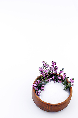 포토 JPG 해외이미지 꽃 백그라운드 꽃무늬 자연 휴식 건강 사람없음 세로 초록색 갈색 평화 보라색 스파 흰색 신선 원형 사발 모서리 고급 허브 아로마테라피 테라피 위생관리 카피스페이스 해외포토 도형 식물 컬러 컨셉 무늬 관리 뷰티 공백 사기그릇 생태계 파일형식 이미지허브