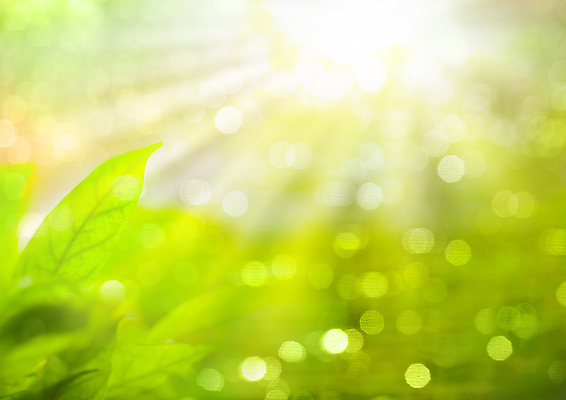 포토 JPG 해외이미지 모양 디자인 백그라운드 컨셉 잎 꽃무늬 패턴 일러스트 자연 아침 추상 미술 사람없음 아웃포커스 초록색 빛 컬러풀 태양 뷰티 맑음 웹 봄 활발 거품 흰색 신선 최고 원형 닫기 질감 보케 부드러움 내추럴 블러 엘리먼트 스타일 효과 해외포토 주간 자연요소 도형 식물 계절 꽃 컬러 무늬 인터넷 모션 날씨 문화예술 촬영기법 감각 생태계 파일형식 이미지허브