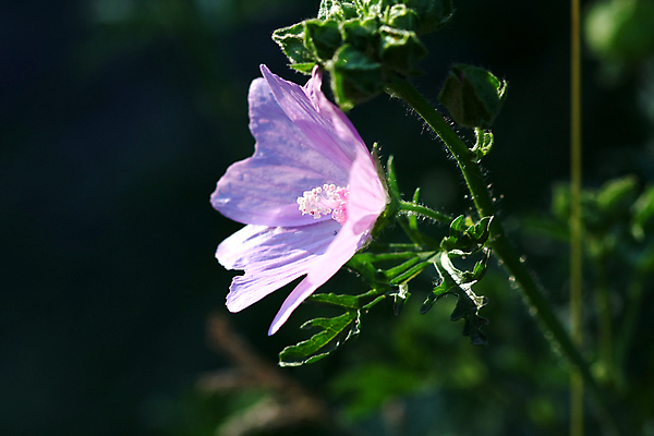 포토 JPG 해외이미지 식물 계절 꽃잎 꽃 분홍색 백그라운드 잎 꽃무늬 자연 풍경 사람없음 빨간색 초록색 여름 파란색 컬러풀 장미 정원 보라색 봄 벚꽃 흰색 꽃술 개화 허브 꽃가루 내추럴 고립 꽃수술 아욱 히비스커스 해외포토 컬러 무늬 가루 생태계 파일형식 이미지허브