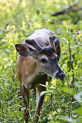 포토 JPG 해외이미지 동물 야생동물 포유류 자연 사슴 뿔 사람없음 달러 게임 사냥 벨벳 해외포토 돈 놀이 실크 생태계 파일형식 이미지허브