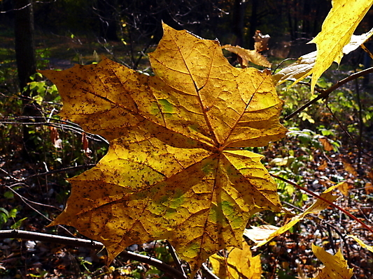 포토 JPG 해외이미지 나무 디자인 계절 백그라운드 단풍 잎 패턴 오렌지 텍스트 자연 추상 사람없음 야외 장식 빨간색 갈색 노란색 환경 변화 황금 숲 11월 질감 10월 내추럴 국경 해외포토 식물 컬러 컨셉 무늬 과일 날짜 생태계 파일형식 이미지허브