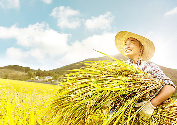 PSD 식물 구름 편집이미지 응시 남자 행복 40대 중년 낙엽 자연 하늘 산 논 한명 서기 미소 들기 사람 풍경 상반신 옆모습 농작물 햇빛 가을풍경 농사 한국인 올려보기 추수 벼 가을 시골 볏짚 농부 즐거움 만족 중년남자한명만 로컬푸드 이미지편집 자연요소 직업 1 시선 계절 감정 뷰포인트 잎 농업 모션 곡류 표정 동양인 성인 농산물 태양 짚 생태계 남자한명만 중년남자만 파일형식 가을_계절