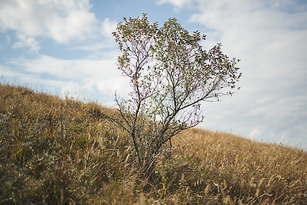 포토 JPG 주간 나무 섬 여행 하늘 산 풍경 초원 사람없음 야외 트래킹 인천 옹진군 국내포토 자연요소 식물 레저 한국 파일형식