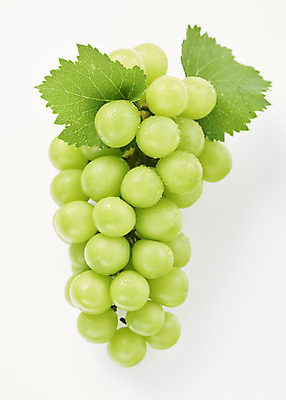 포토 JPG 스튜디오촬영 한송이 과일 실내 누끼 사람없음 하이앵글 물방울 신선 달콤 오브젝트 흰배경 유기농 포도잎 플랫레이 망고포도 국내포토 1 웰빙 뷰포인트 백그라운드 잎 포도 내부 흰색 플랫 맛 청포도 송이 파일형식