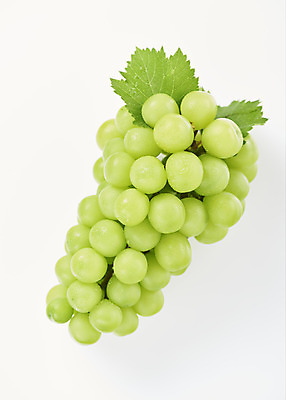 포토 JPG 스튜디오촬영 한송이 과일 실내 누끼 사람없음 하이앵글 신선 달콤 오브젝트 흰배경 유기농 포도잎 플랫레이 망고포도 국내포토 1 웰빙 뷰포인트 백그라운드 잎 포도 내부 흰색 플랫 맛 청포도 송이 파일형식