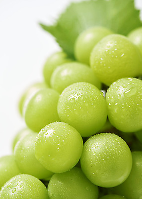 포토 JPG 스튜디오촬영 한송이 과일 실내 누끼 근접촬영 사람없음 물방울 신선 달콤 오브젝트 흰배경 유기농 포도잎 망고포도 국내포토 1 웰빙 뷰포인트 백그라운드 잎 포도 내부 흰색 맛 청포도 송이 파일형식