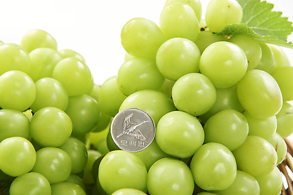 포토 JPG 스튜디오촬영 과일 실내 누끼 근접촬영 사람없음 신선 비교 달콤 오백원 두송이 오브젝트 흰배경 유기농 포도잎 망고포도 국내포토 웰빙 뷰포인트 백그라운드 컨셉 잎 2 포도 내부 동전 흰색 맛 청포도 파일형식