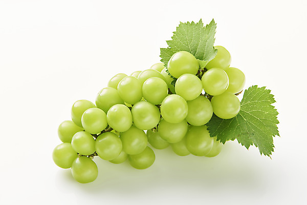포토 JPG 스튜디오촬영 한송이 과일 실내 누끼 사람없음 신선 달콤 오브젝트 흰배경 유기농 포도잎 망고포도 국내포토 1 웰빙 백그라운드 잎 포도 내부 흰색 맛 청포도 송이 파일형식