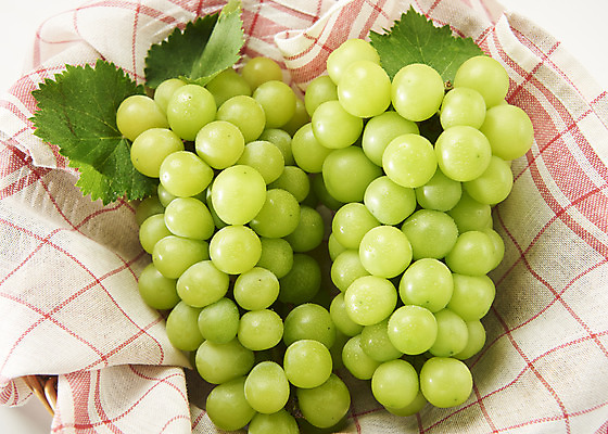 포토 JPG 스튜디오촬영 과일 실내 누끼 사람없음 하이앵글 신선 달콤 천 두송이 오브젝트 흰배경 유기농 포도잎 플랫레이 망고포도 국내포토 웰빙 뷰포인트 백그라운드 잎 2 포도 내부 흰색 직물 플랫 맛 청포도 파일형식