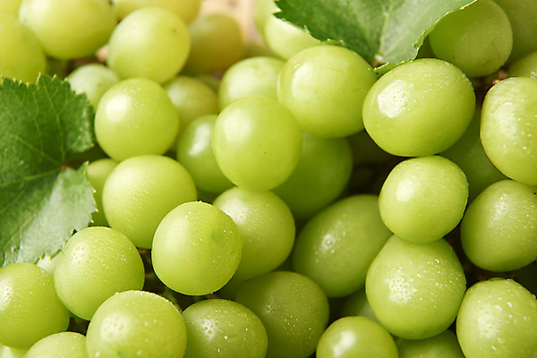 포토 JPG 스튜디오촬영 과일 실내 누끼 근접촬영 사람없음 물방울 신선 달콤 오브젝트 유기농 포도알 제철 포도잎 망고포도 나무배경 제철과일 국내포토 웰빙 뷰포인트 백그라운드 잎 포도 내부 맛 청포도 파일형식