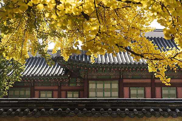 포토 JPG 주간 한국문화 여행 단풍 낙엽 한옥 서울 풍경 사람없음 야외 가을풍경 궁전 가을 은행잎 경복궁 은행나무 국내여행 국내포토 자연요소 나무 동양문화 한국전통 계절 고건축 잎 한국 파일형식 가을_계절
