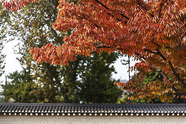 포토 JPG 주간 여행 단풍 낙엽 단풍나무 서울 풍경 사람없음 야외 가을풍경 가을 경복궁 국내여행 국내포토 자연요소 나무 계절 잎 한국 궁전 파일형식 가을_계절