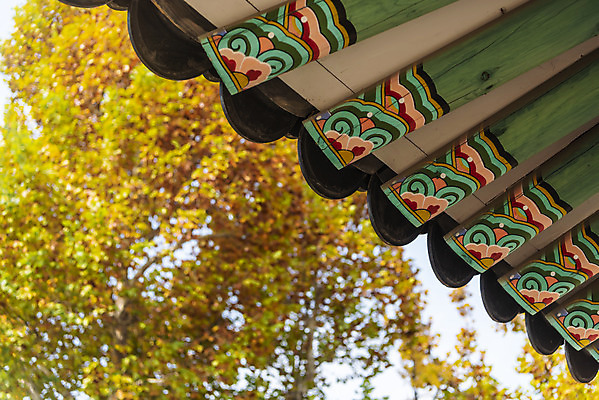 포토 JPG 주간 여행 단풍 낙엽 서울 단청문양 풍경 사람없음 야외 가을풍경 궁전 가을 은행잎 경복궁 은행나무 국내여행 국내포토 자연요소 나무 문양 계절 고건축 잎 한국 단청 파일형식 가을_계절