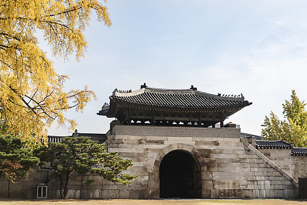 포토 JPG 주간 여행 단풍 낙엽 하늘 서울 풍경 사람없음 야외 가을풍경 가을 은행잎 경복궁 은행나무 국내여행 국내포토 자연요소 나무 계절 잎 한국 궁전 파일형식 가을_계절