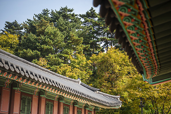 포토 JPG 주간 여행 단풍 낙엽 단풍나무 서울 단청문양 풍경 사람없음 야외 가을풍경 궁전 가을 경복궁 국내여행 국내포토 자연요소 나무 문양 계절 고건축 잎 한국 단청 파일형식 가을_계절