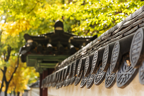 포토 JPG 주간 여행 단풍 낙엽 단풍나무 서울 풍경 근접촬영 사람없음 야외 아웃포커스 가을풍경 가을 경복궁 국내여행 국내포토 자연요소 나무 계절 뷰포인트 잎 한국 촬영기법 궁전 파일형식 가을_계절