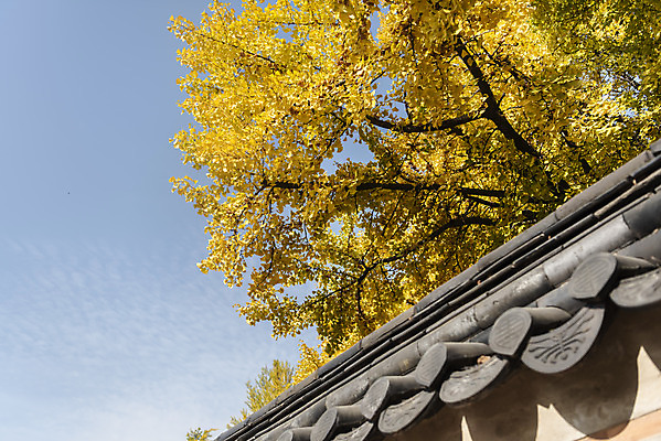 포토 JPG 주간 로우앵글 여행 단풍 낙엽 하늘 서울 풍경 사람없음 야외 가을풍경 가을 은행잎 경복궁 은행나무 국내여행 국내포토 자연요소 나무 계절 뷰포인트 잎 한국 궁전 파일형식 가을_계절