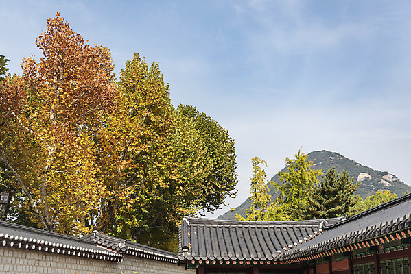 포토 JPG 주간 여행 단풍 낙엽 하늘 서울 풍경 사람없음 야외 가을풍경 궁전 가을 경복궁 기와지붕 국내여행 국내포토 자연요소 계절 고건축 잎 지붕 한국 기와 파일형식 가을_계절
