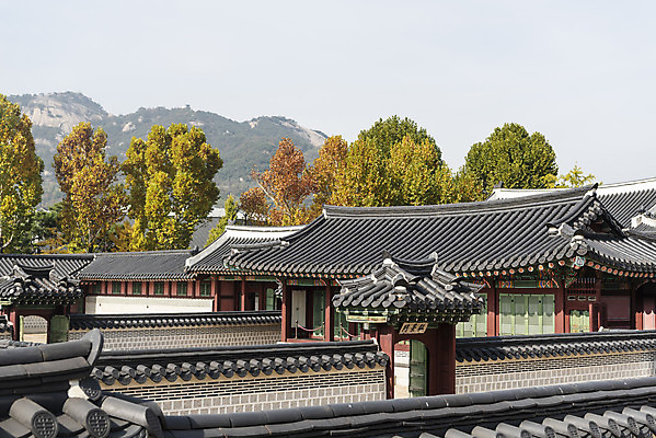 포토 JPG 주간 나무 여행 단풍 낙엽 하늘 서울 풍경 사람없음 야외 가을풍경 궁전 가을 경복궁 국내여행 국내포토 자연요소 식물 계절 고건축 잎 한국 파일형식 가을_계절